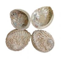 鮑魚殼工藝裝飾品
