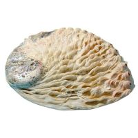  鮑魚殼工藝裝飾品