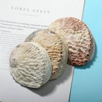  鮑魚殼工藝裝飾品